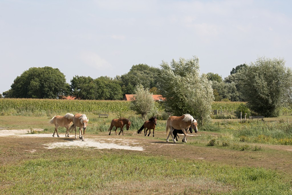 sint Annabos polderbos annapolder natuurgebied natuurmonumenten hdr rockanje voorne putten bos wandelroute polder oostvoorne